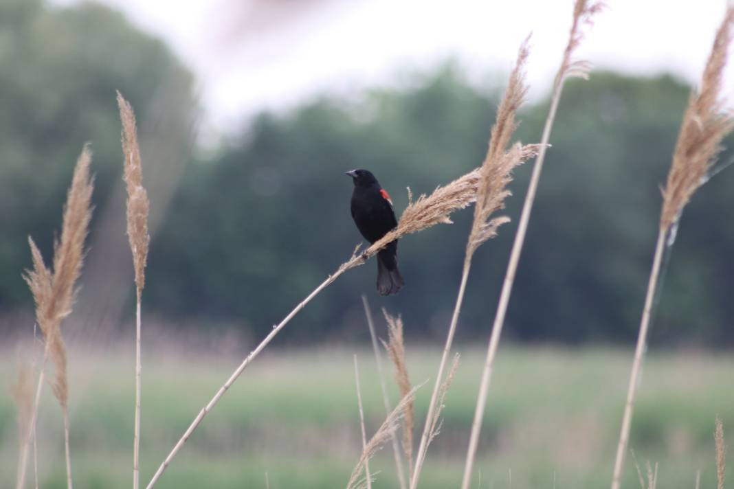 Yürüyüş yolundaki kuşlar böyle görüntülendi - Resim: 3